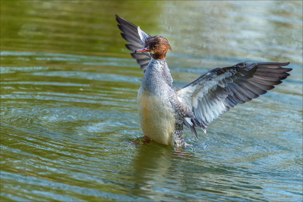 Gänsesäger