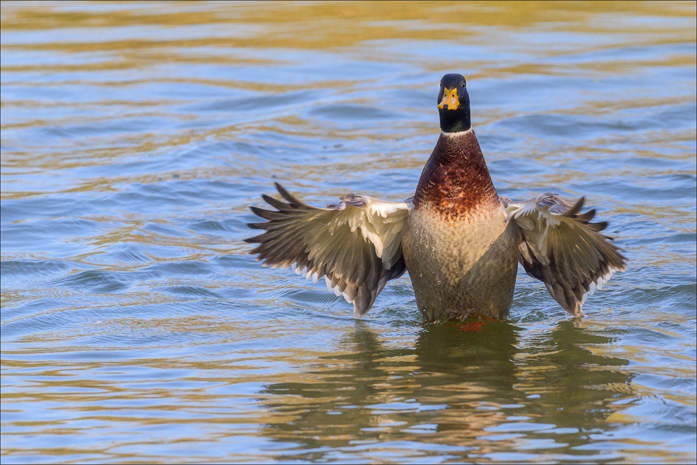 Stockente