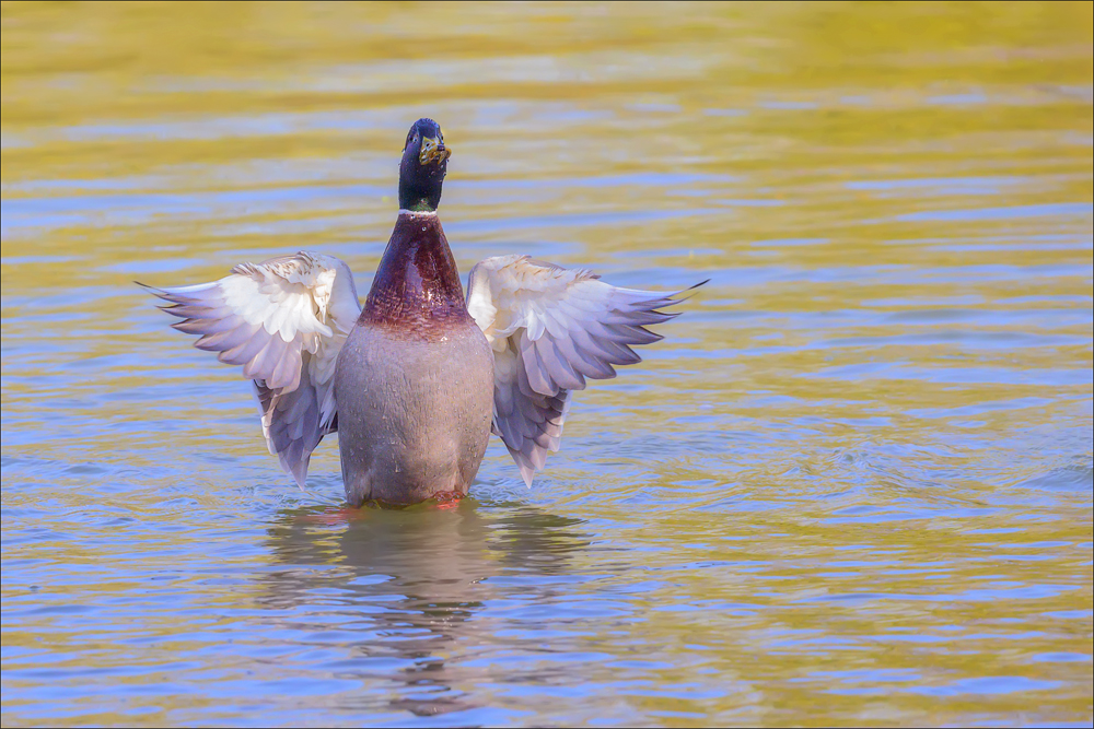 Stockente