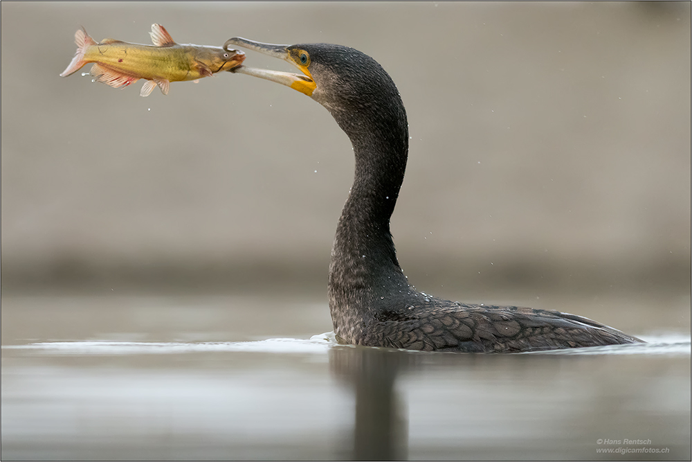 Kormoran