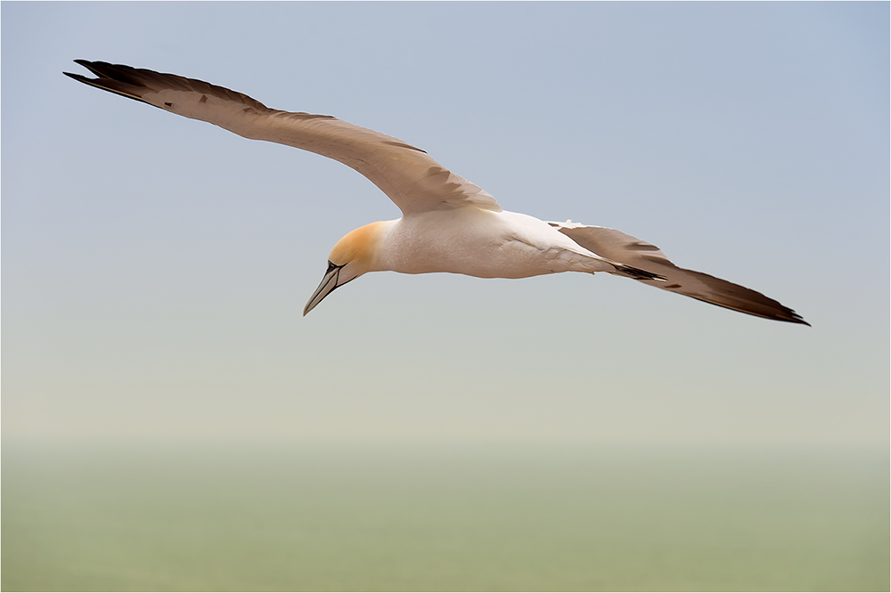 Basstölpel / Helgoland