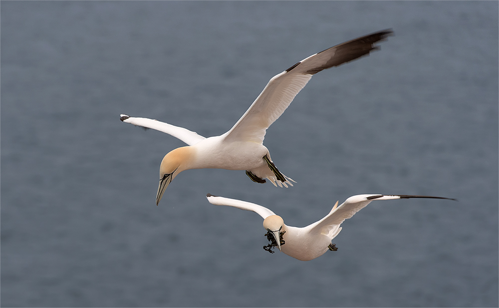 Basstölpel / Helgoland