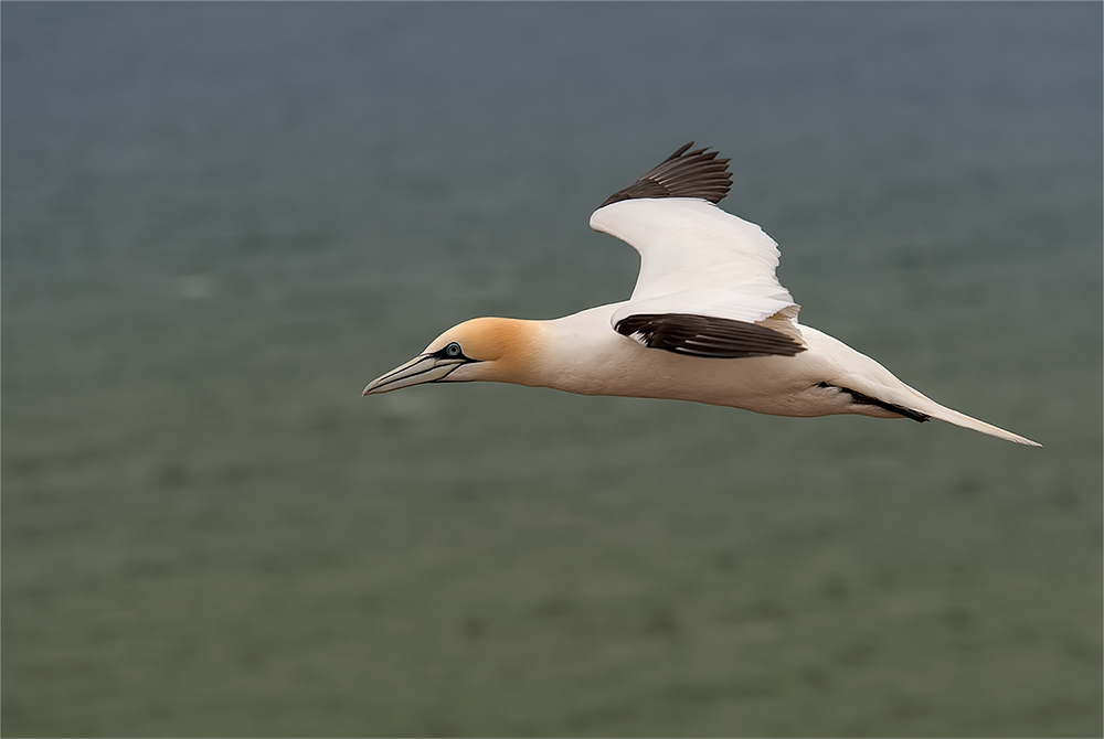 Basstölpel / Helgoland