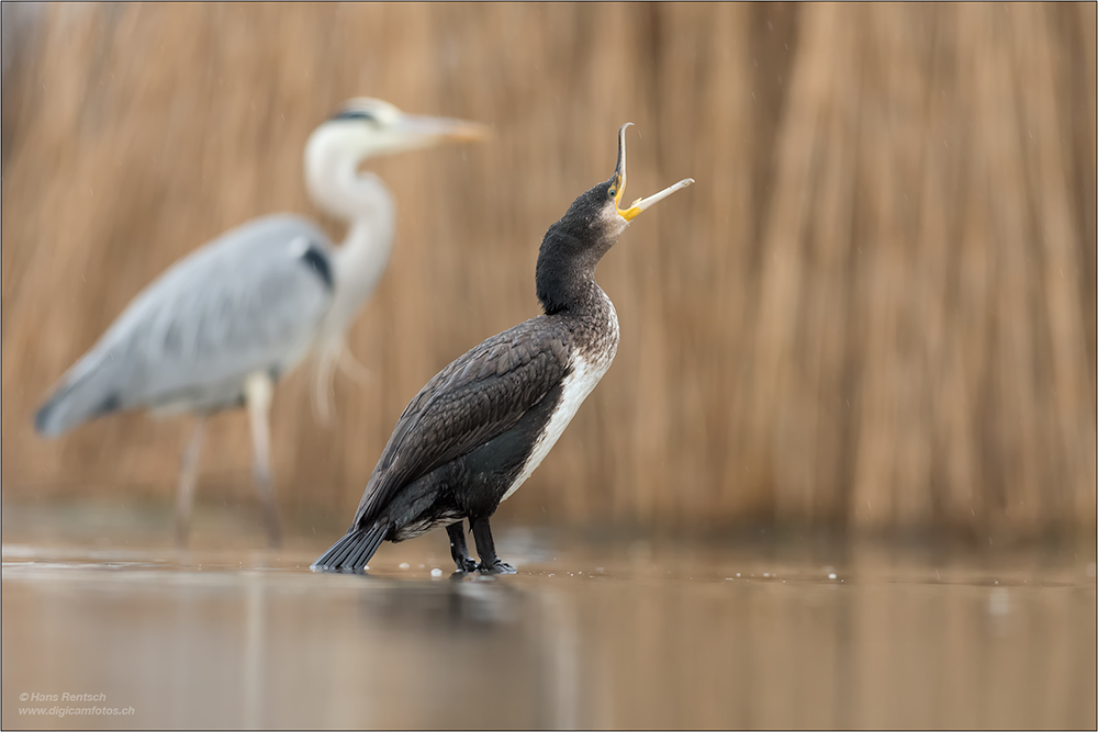 Kormoran