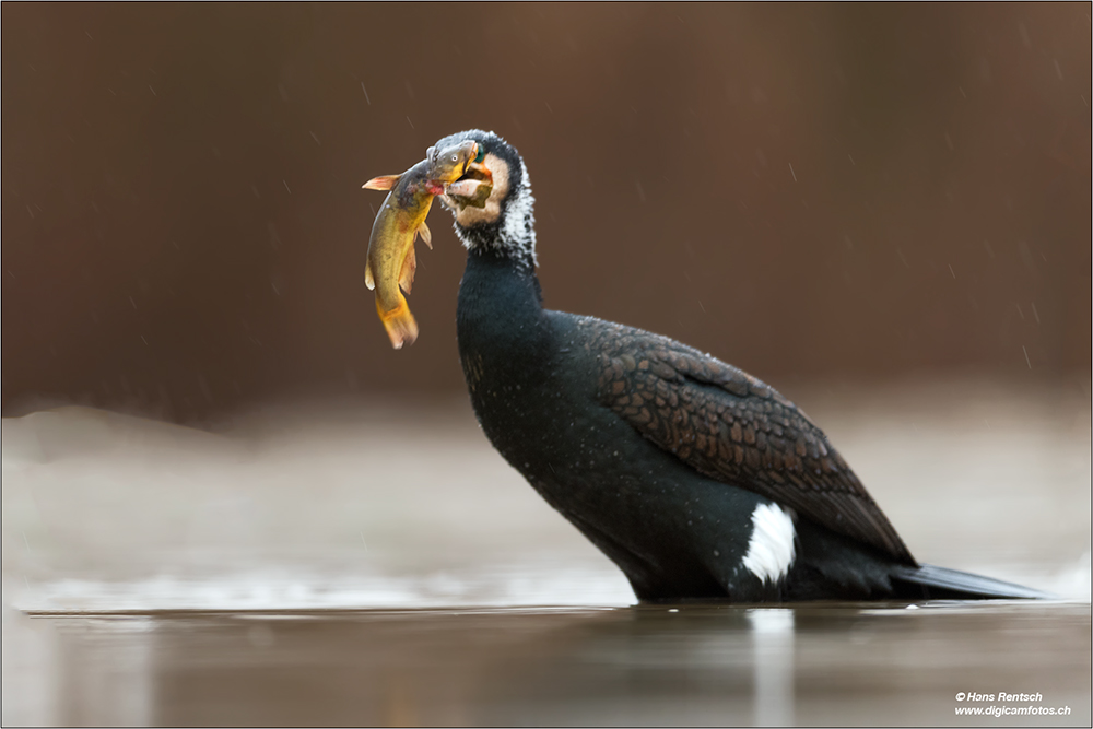 Kormoran