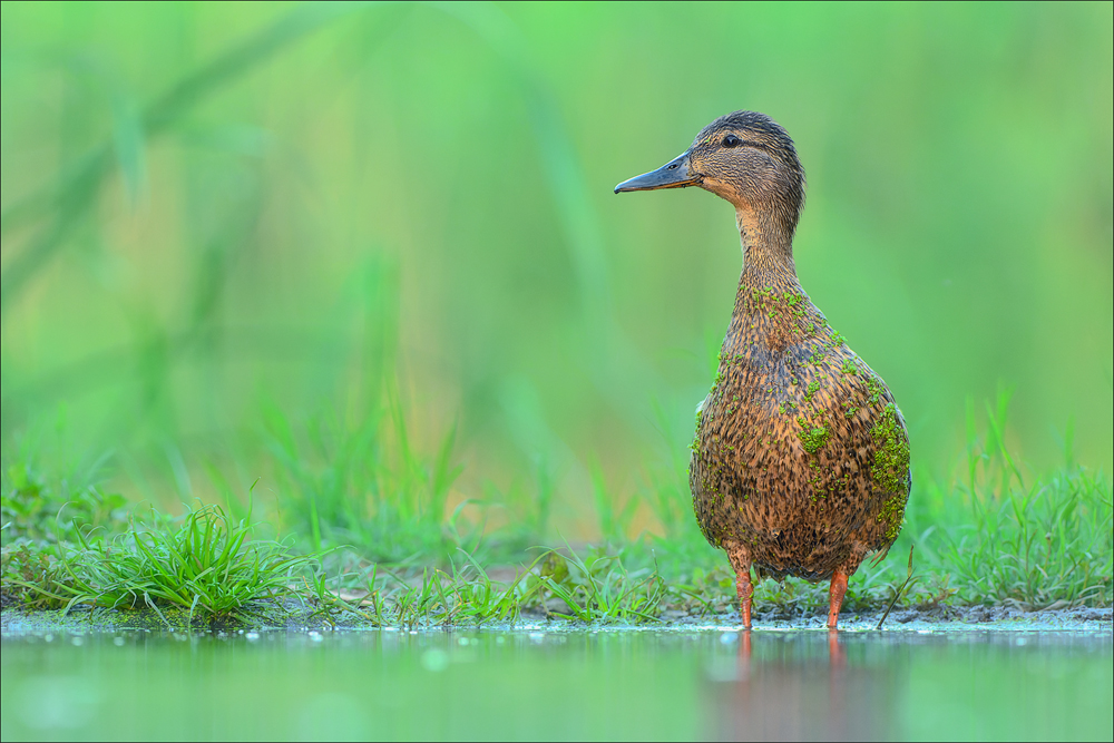 Stockente