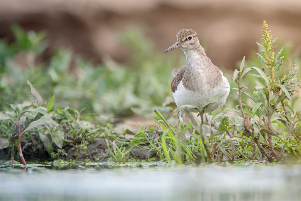 Bruchwasserläufer