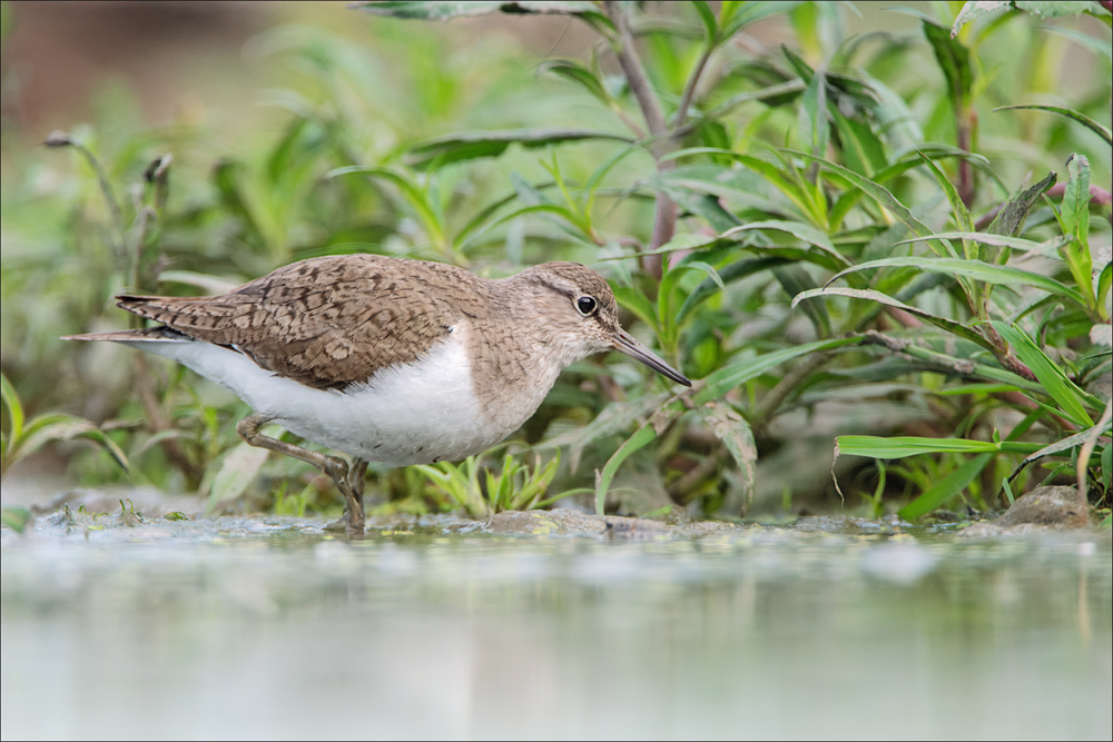 Bruchwasserläufer