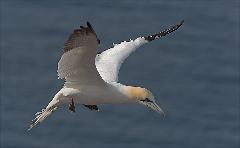 Basstölpel / Helgoland