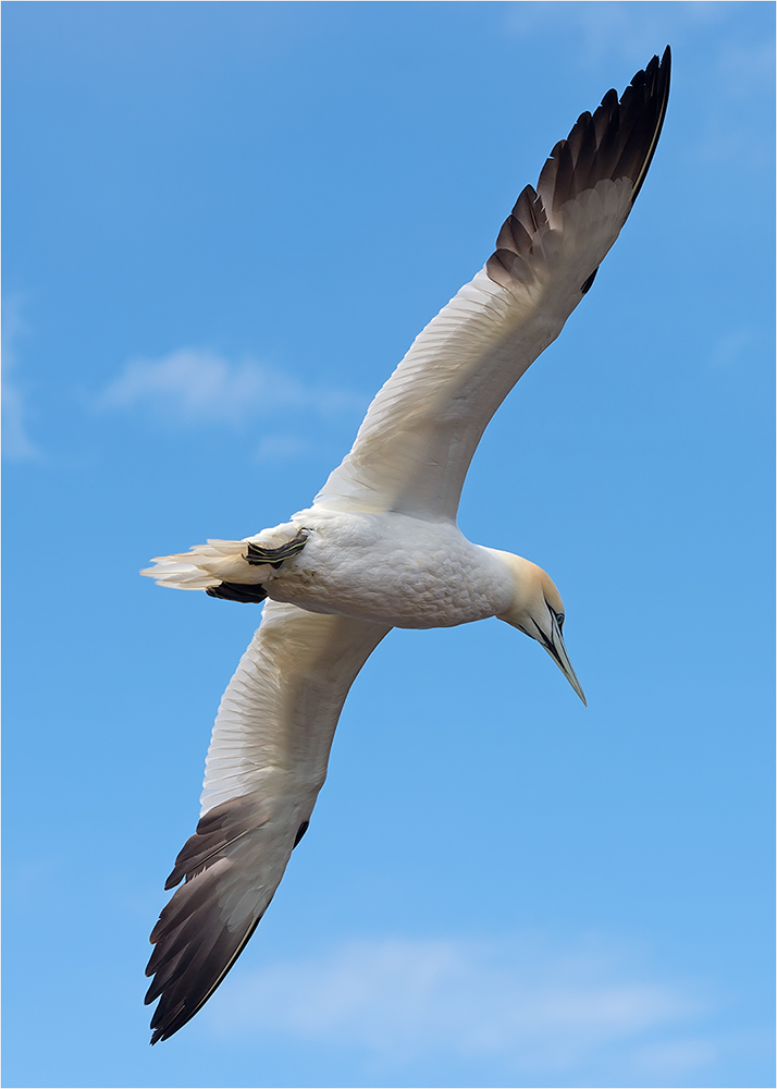 Basstölpel / Helgoland