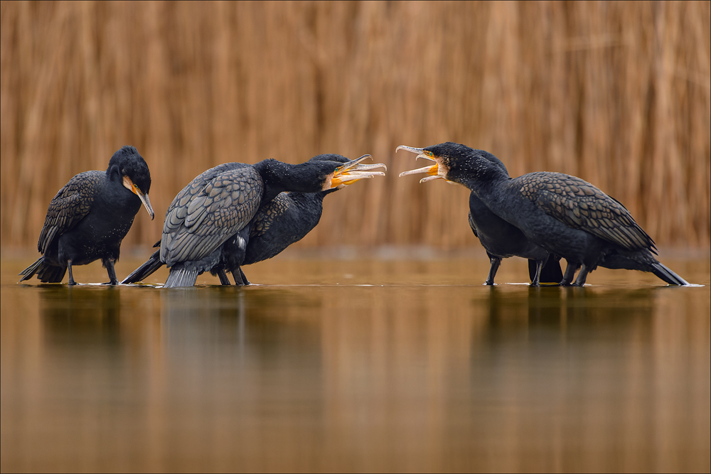 Kormoran