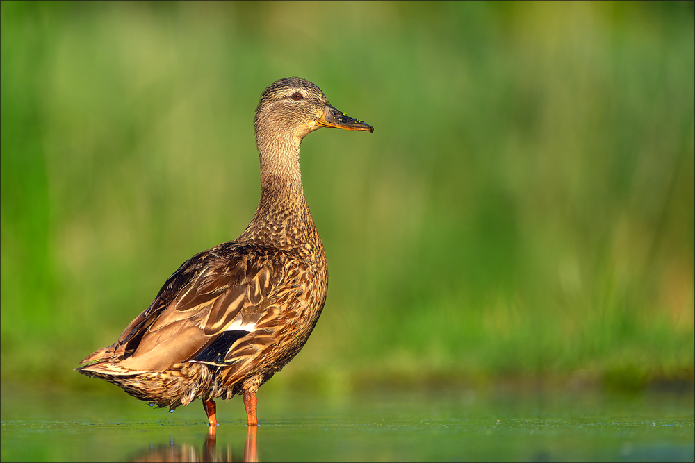 Stockente