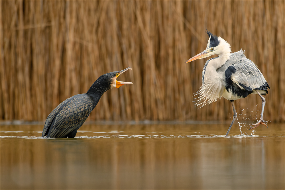 Kormoran