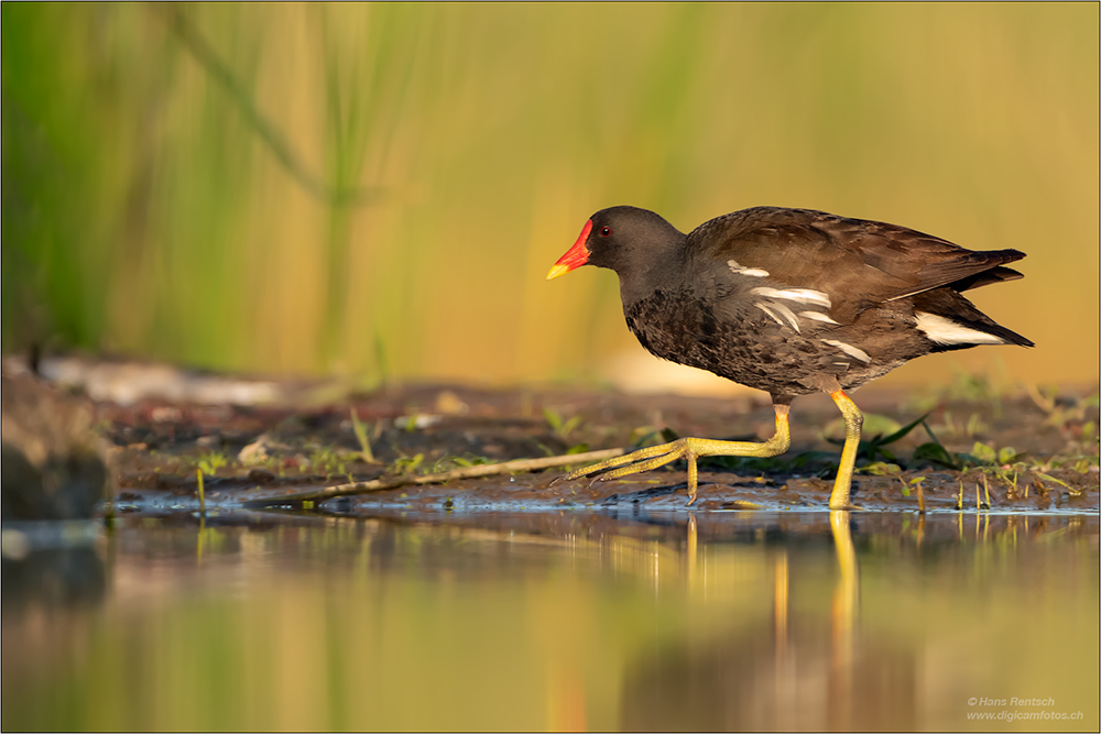 Teichhuhn