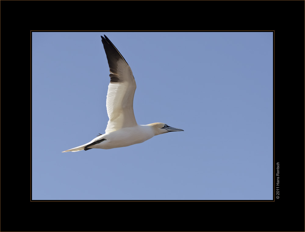 Basstölpel / Helgoland