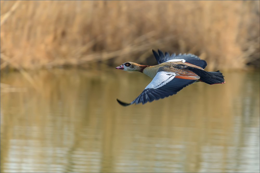 Nilgans