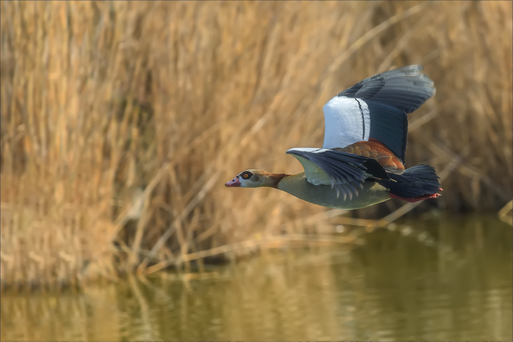 Nilgans