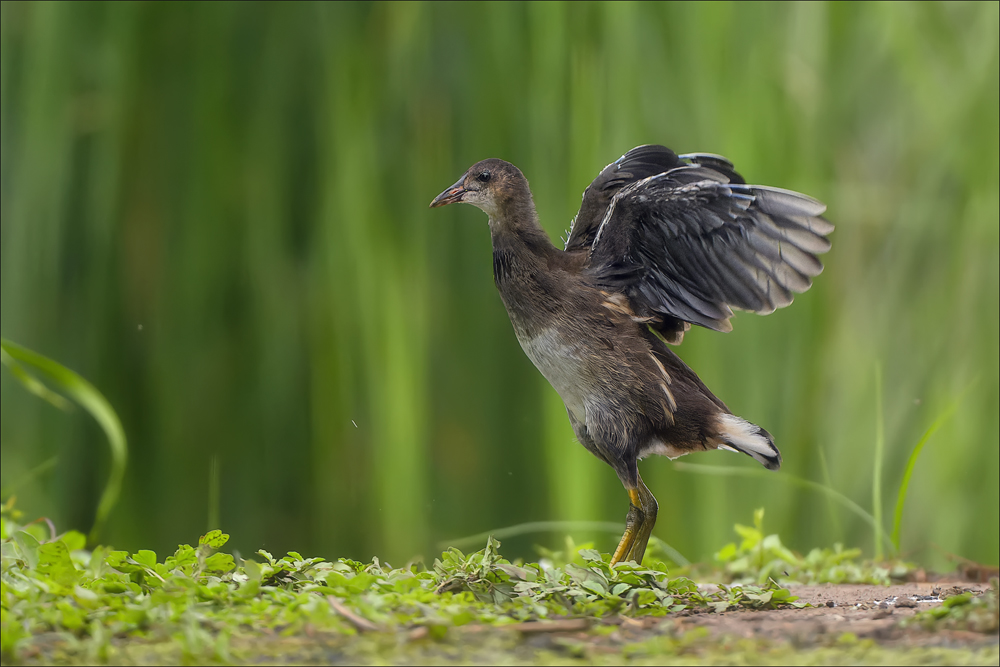 Teichhuhn