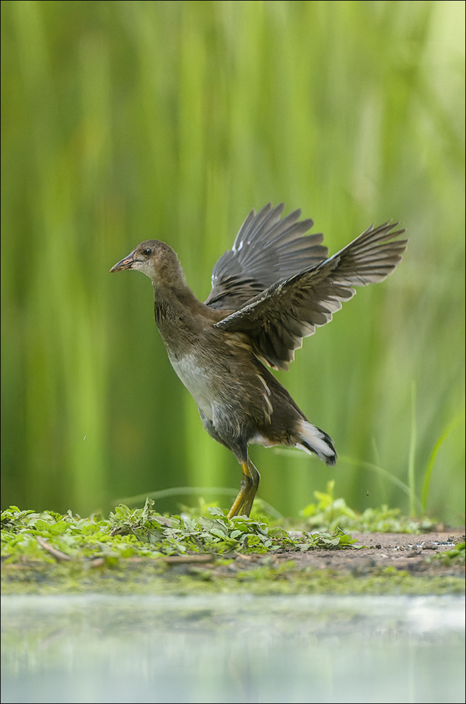 Teichhuhn