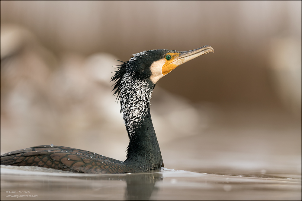 Kormoran