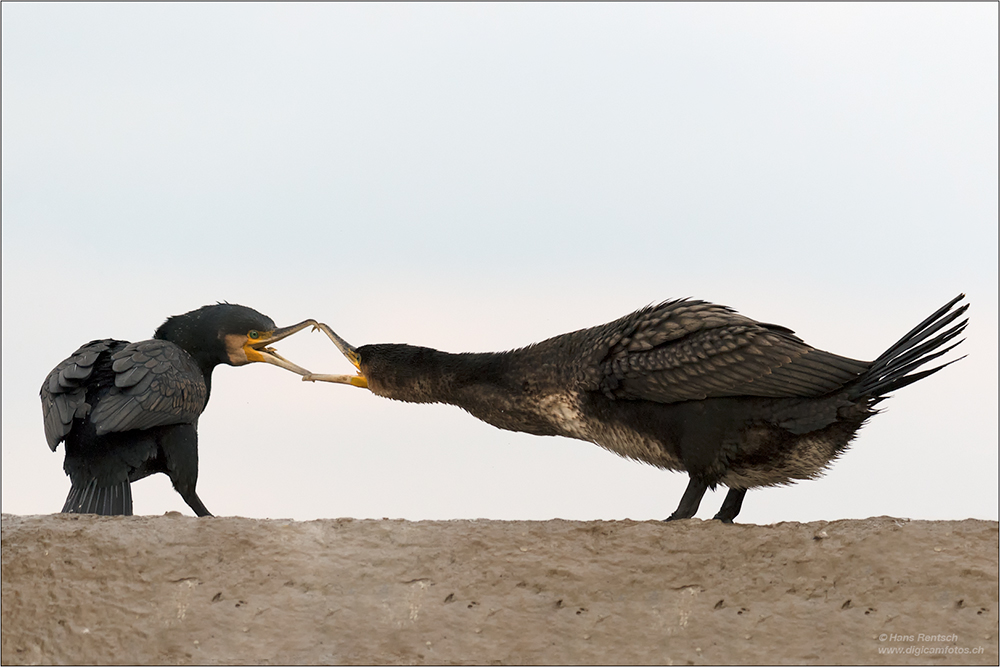 Kormoran