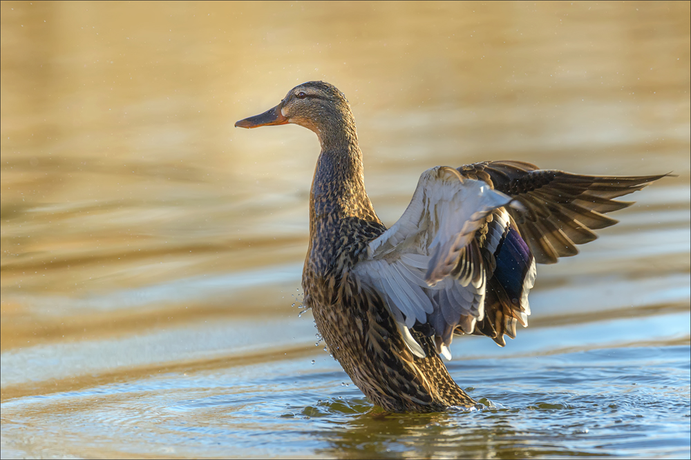 Stockente