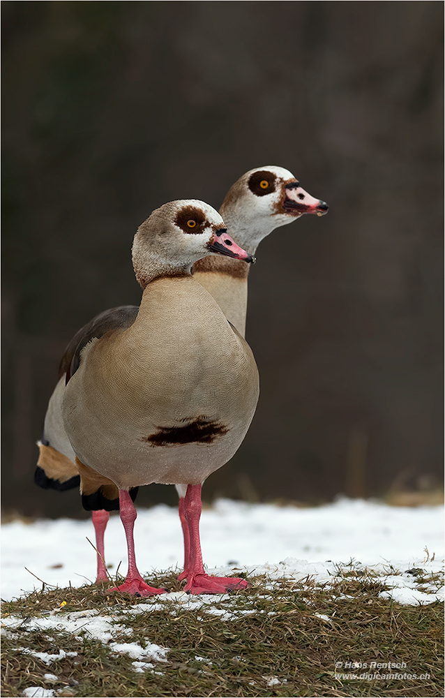 Nilgänse