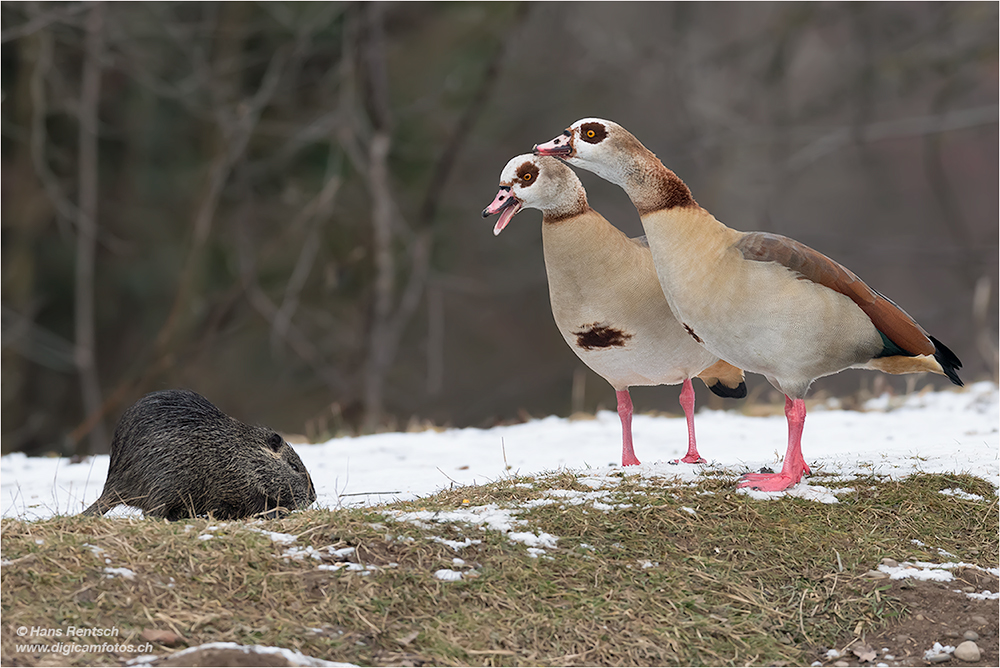 Nutria & Nilgans