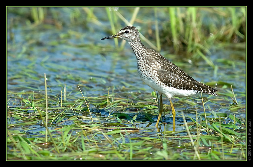 Bruchwasserläufer