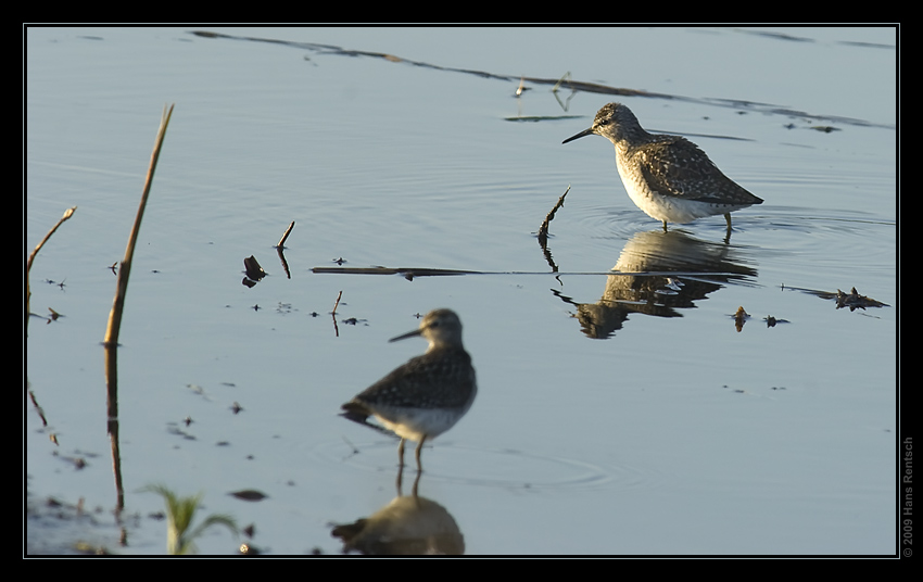 Bruchwasserläufer