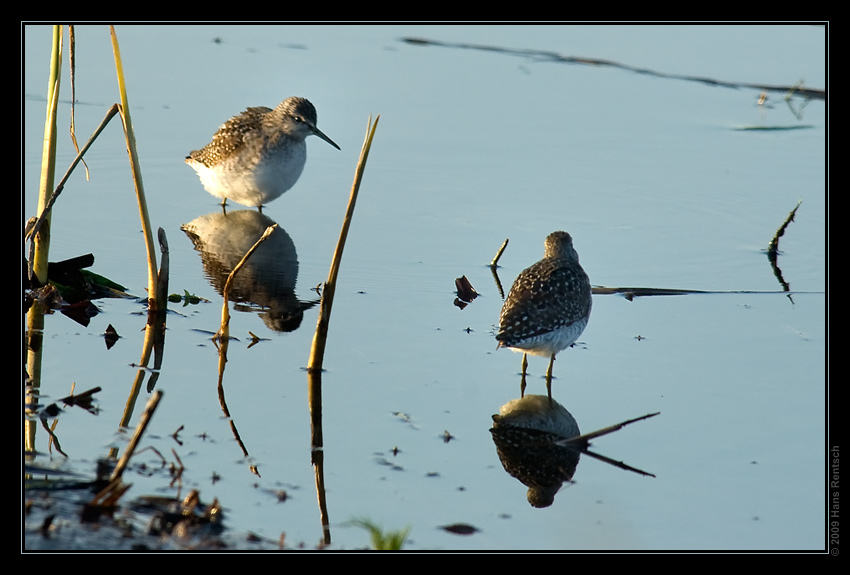 Bruchwasserläufer