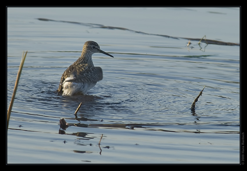 Bruchwasserläufer