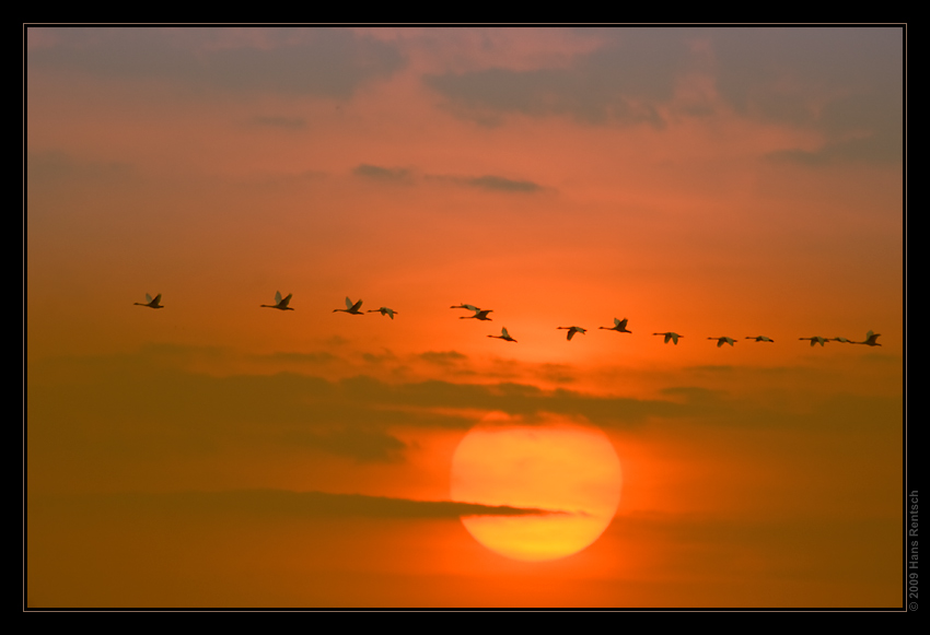 Sonnenaufgang mit Schwänen