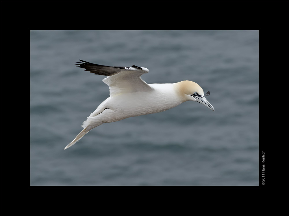 Basstölpel / Helgoland