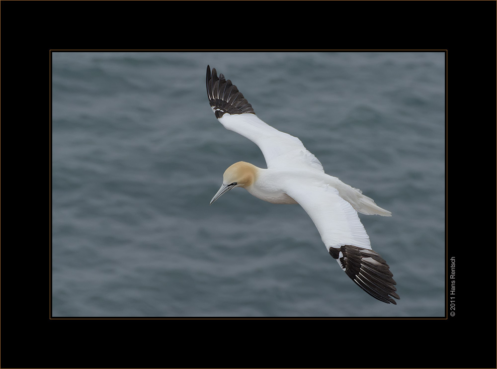 Basstölpel / Helgoland