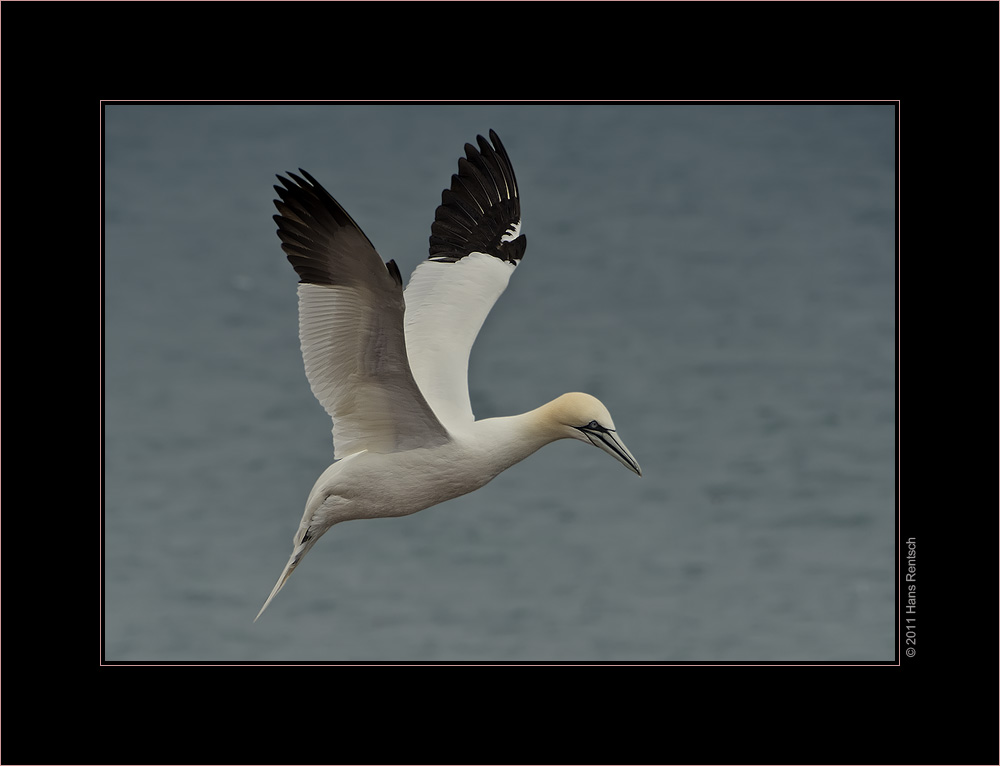 Basstölpel / Helgoland