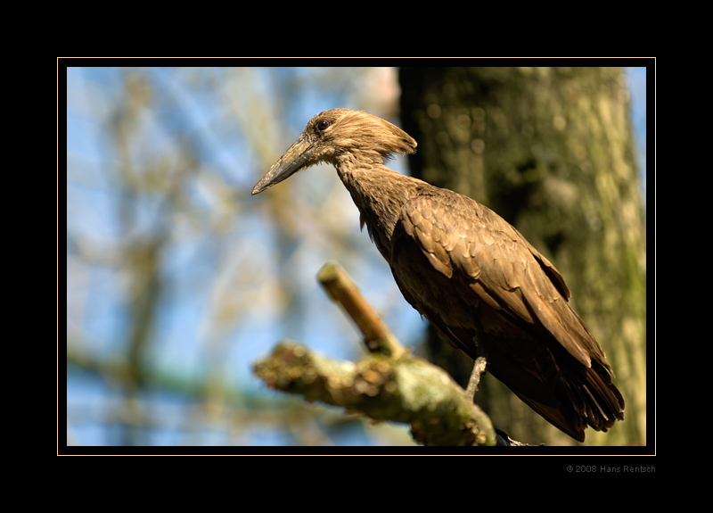 Hammervogel