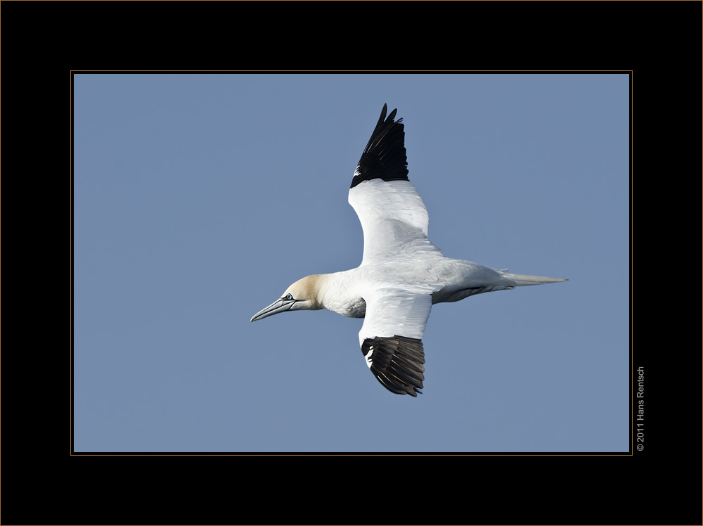 Basstölpel / Helgoland