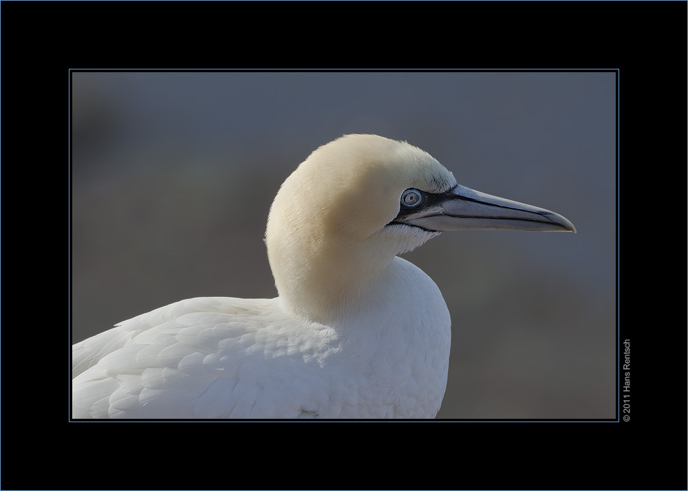 Basstölpel / Helgoland