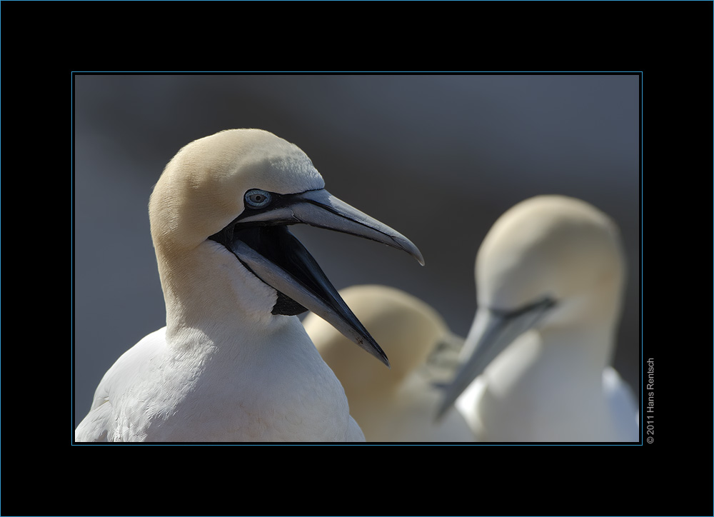 basstölpel / Helgoland