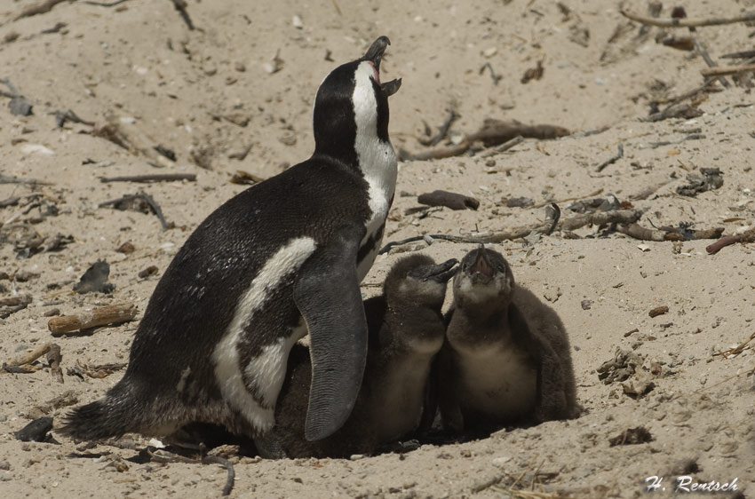 Brillenpinguine