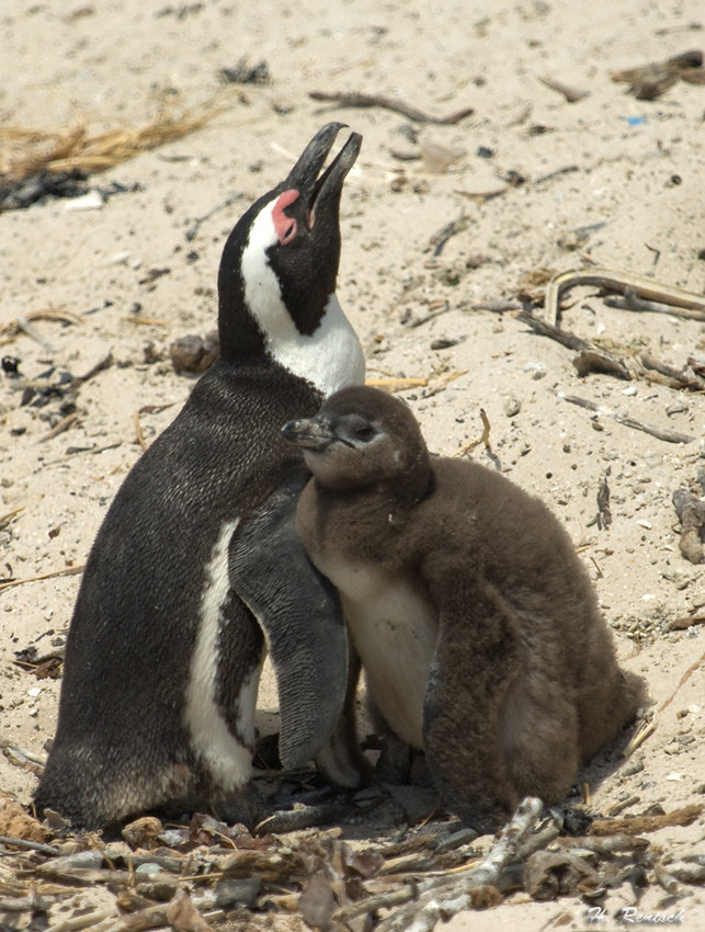 Brillenpinguine