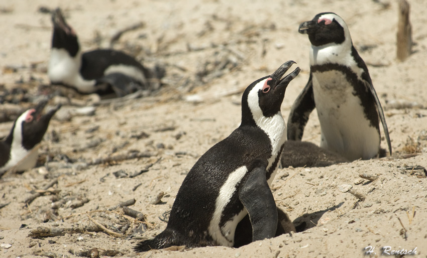 Brillenpinguine