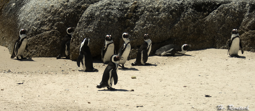 Brillenpinguine