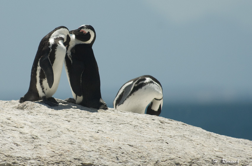 Brillenpinguine