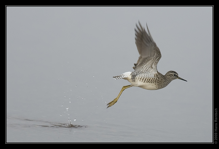 Bruchwasserläufer