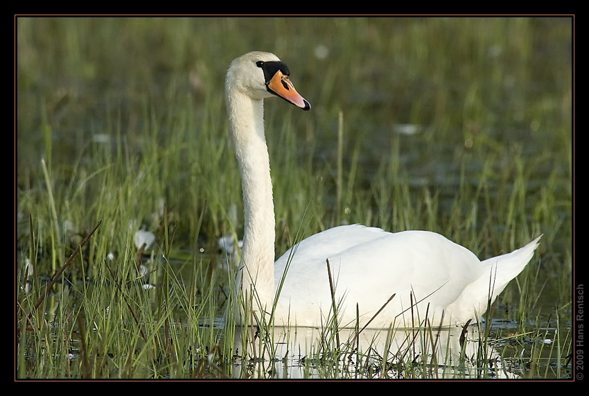 Schwan in der Morgensonne