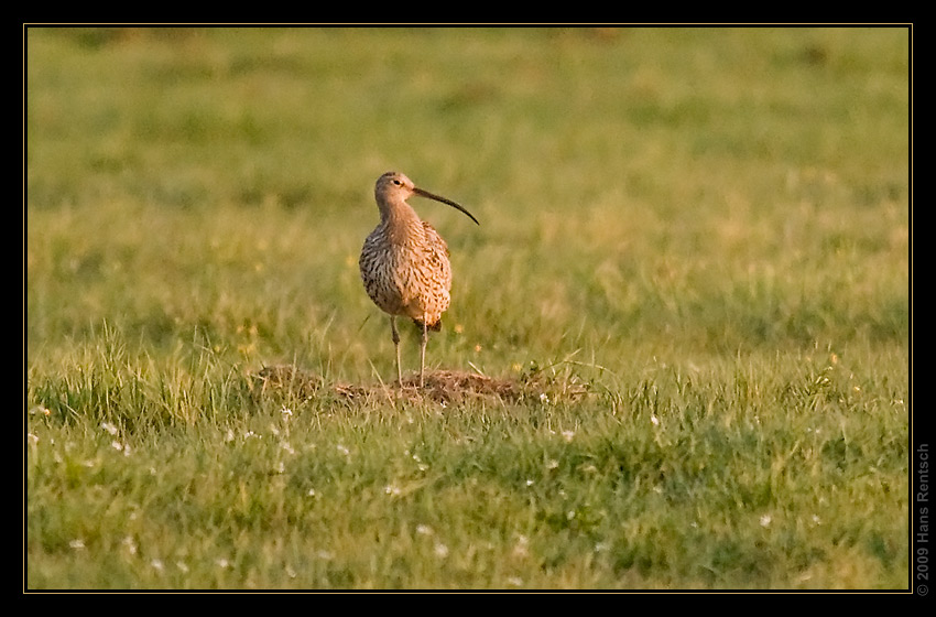 Grosser Brachvogel