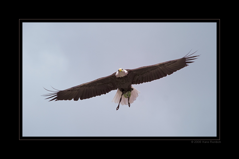 Seeadler