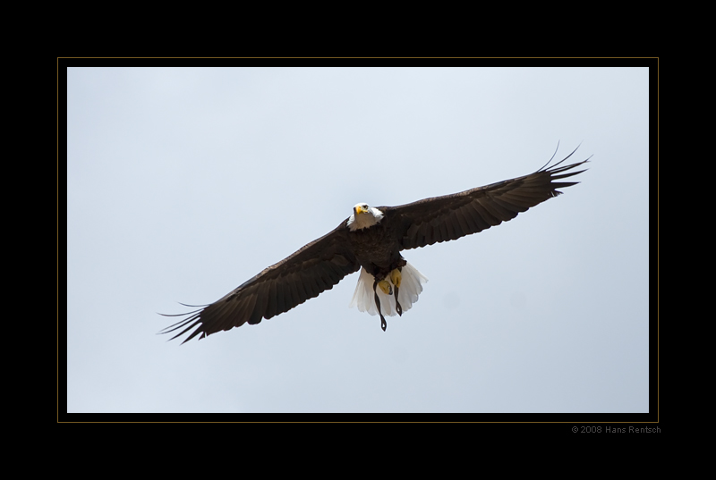 Seeadler